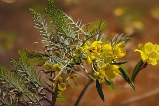 20 Seeds Silver Cassia (Senna artemisioides) - Feathery Leaves & Yellow Flowers - Free Shipping on $35+ Orders