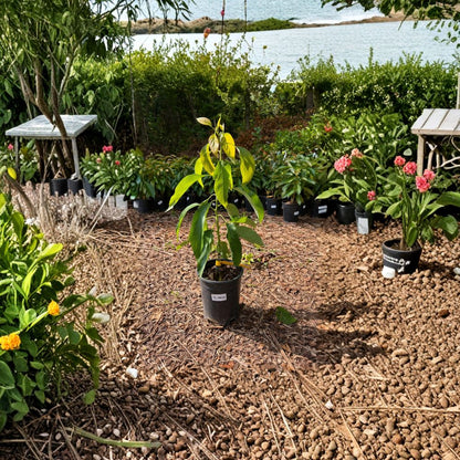 Hass Avocado Tree – Persea americana Grafted Live Tree | Type A Flowering | 2–4 Ft Tall