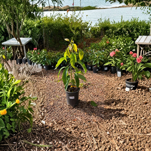 Hass Avocado Tree – Persea americana Grafted Live Tree | Type A Flowering | 2–4 Ft Tall