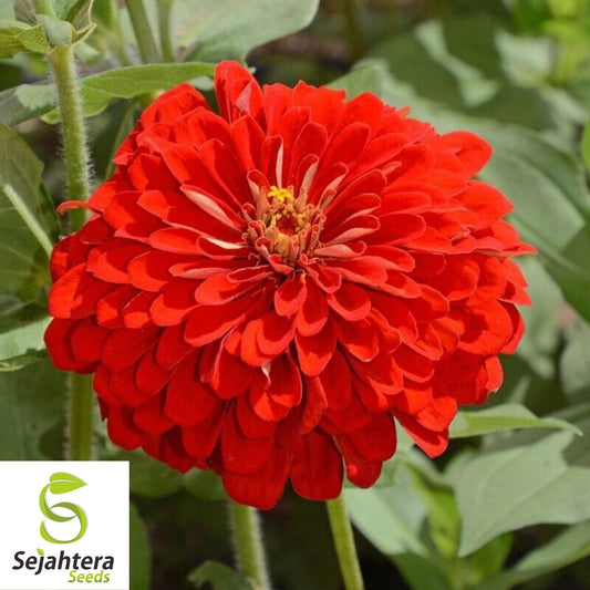 100+ Scarlet Flame Red Zinnia Seeds - Vibrant Flower Elegans