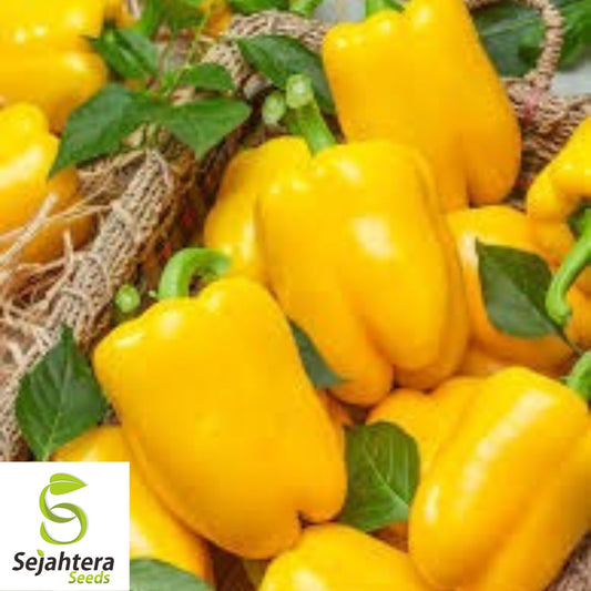 50+ Canary Yellow Bell Pepper Seeds - Sweet Capsicum Anuum, Non-GMO Vegetable