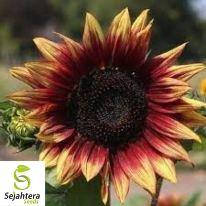 Indian Blanket Sunflower Seeds - 25+ Native Wildflower - Heirloom & Cut Flowers