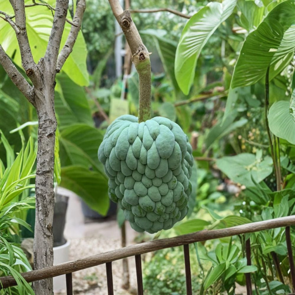 PPC Atemoya – Annona atemoya Live Tropical Fruit Tree | 1 Foot Tall | Shipped in 6 Inch Pot  Custard Apple Hybrid | Sweet Creamy Flavor | Exotic Backyard Favorite