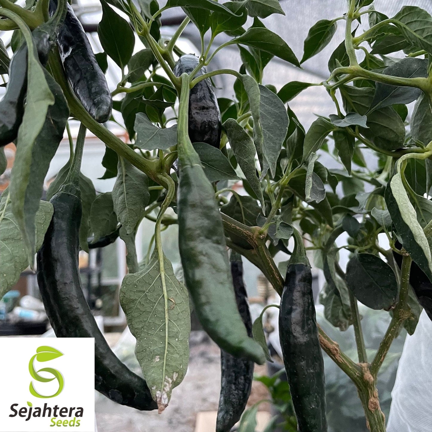 Pasilla Bajio Hot Pepper Seeds 50+ | Heirloom NON-GMO Vegetable USA