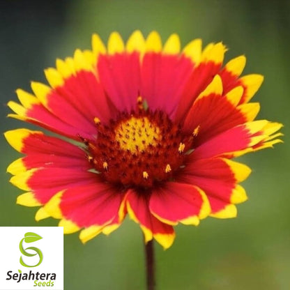 Indian Blanket Flower Seeds - 50+ Heirloom, Perennial, Native Wildflower, Rare