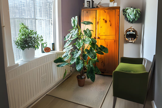 Philodendron Burle Marx Cutting with Roots, 8-10 Inches, Heart-Shaped Leaves, Philodendron Burle-Marx, Live Plant Starter