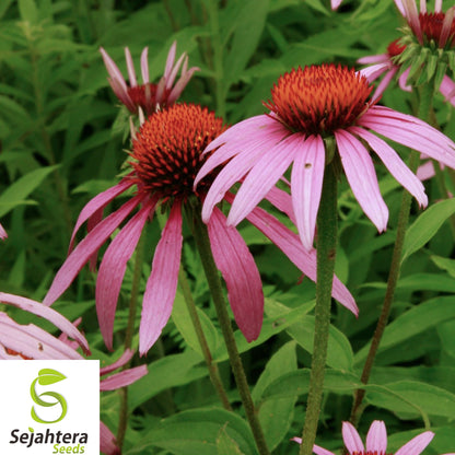 400+ Echinacea Purpurea Seeds - Purple Coneflower, Perennial, Medicinal Herb