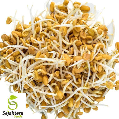 100 Fenugreek Seeds - Non-GMO, Heirloom & Versatile Herb