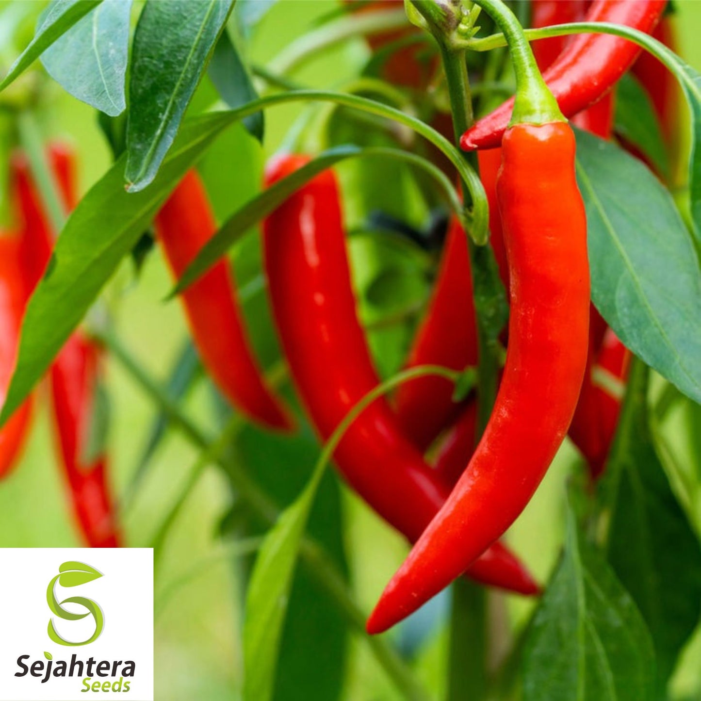 25 Cowhorn Pepper Seeds - Non-GMO, Spicy & Productive Variety