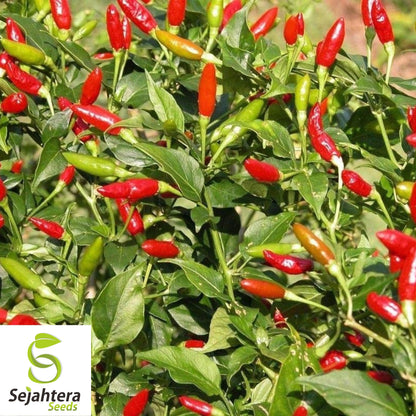 20 Fire Cracker Pepper Seeds - Non-GMO, Ornamental & Spicy Variety