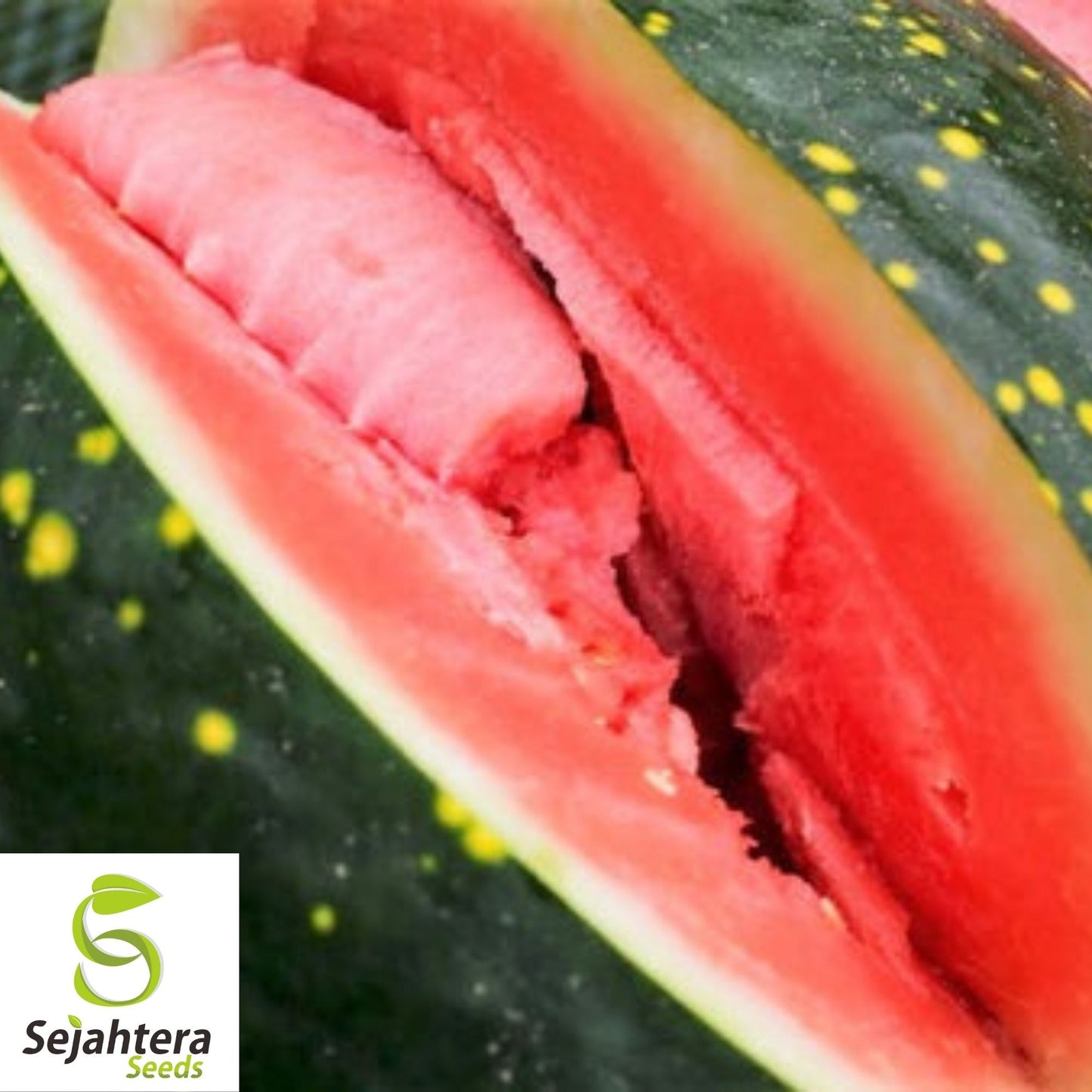 Moon and Stars Red Watermelon Seeds 15 Ct | 15-25 lbs Fruit NON-GMO USA