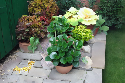 Peperomia Obtusifolia Live Plant in 5in Pot - Easy-to-Grow Baby Rubber Plant - Pet Friendly Houseplant - Green Foliage