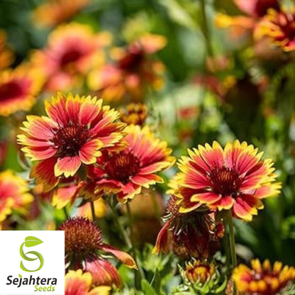 Indian Blanket Flower Seeds - 50+ Heirloom, Perennial, Native Wildflower, Rare