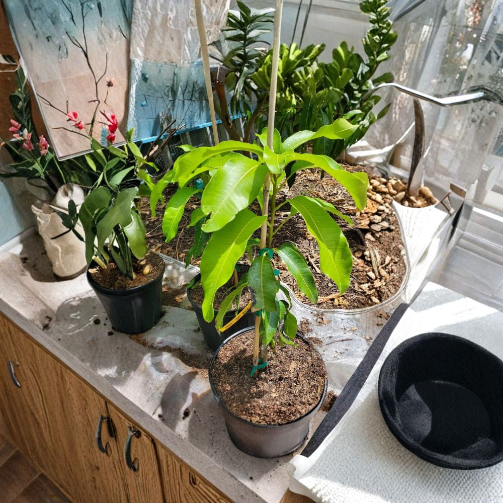 Sweet Tart Mango Tree – Mangifera indica Grafted Live Tree | 2–4 Feet Tall | Premium Flavor Variety