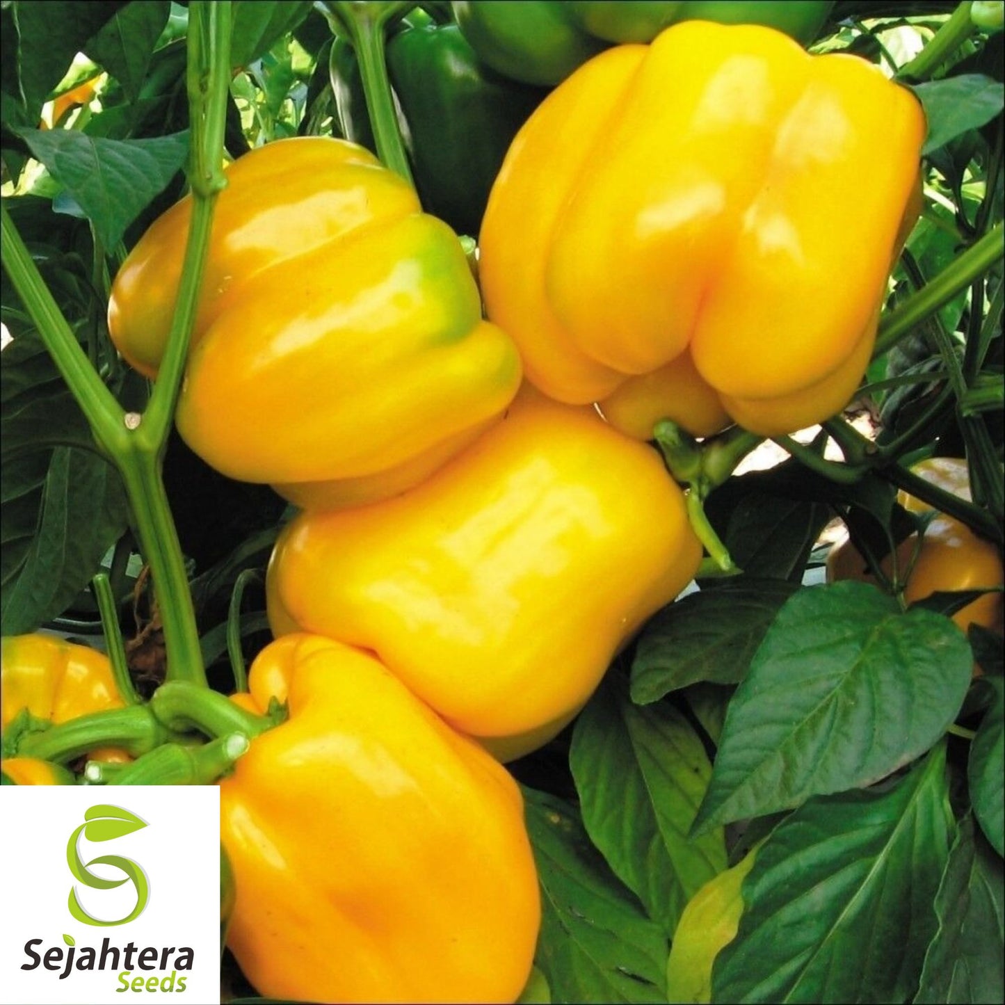 50+ Canary Yellow Bell Pepper Seeds - Sweet Capsicum Anuum, Non-GMO Vegetable