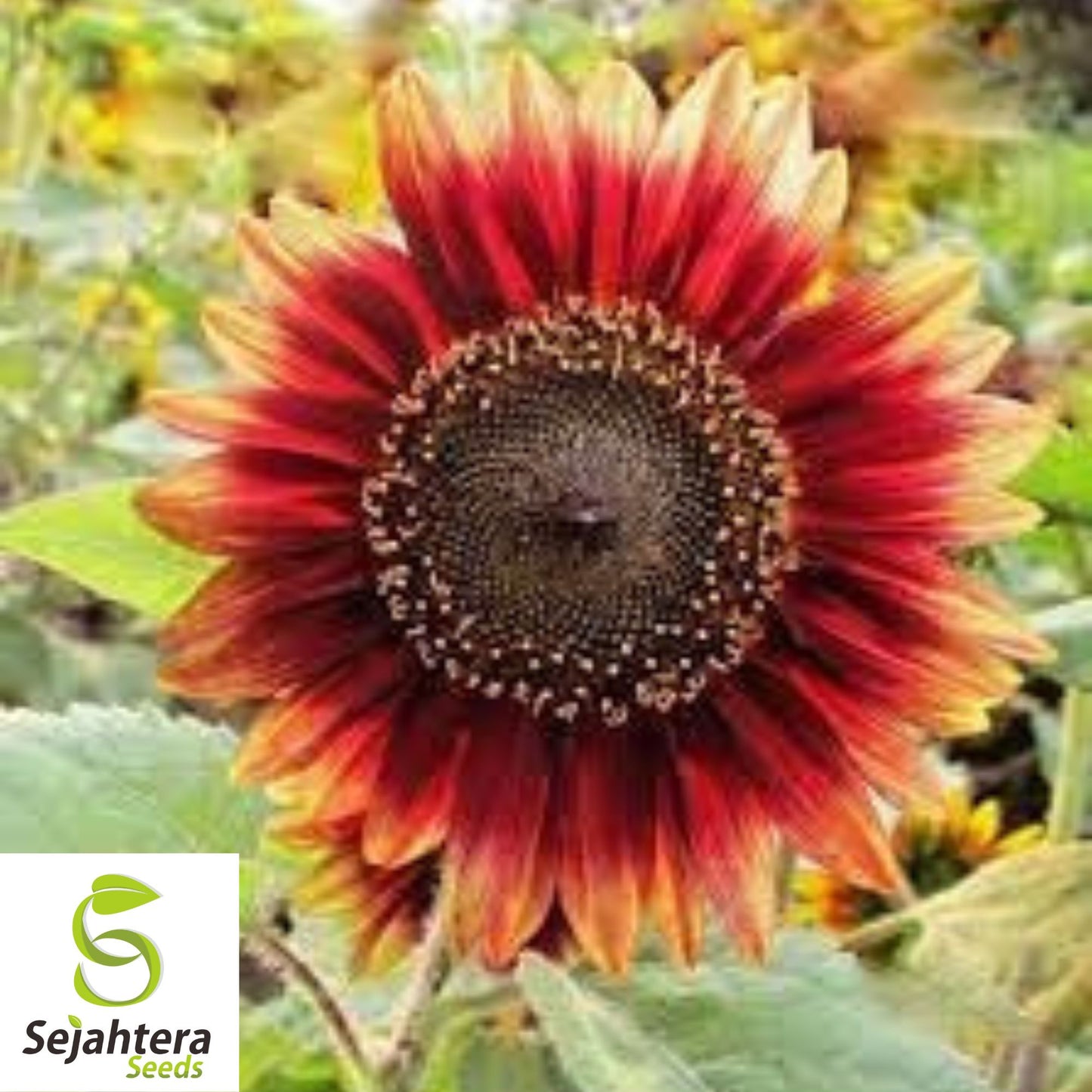 Indian Blanket Sunflower Seeds - 25+ Native Wildflower - Heirloom & Cut Flowers
