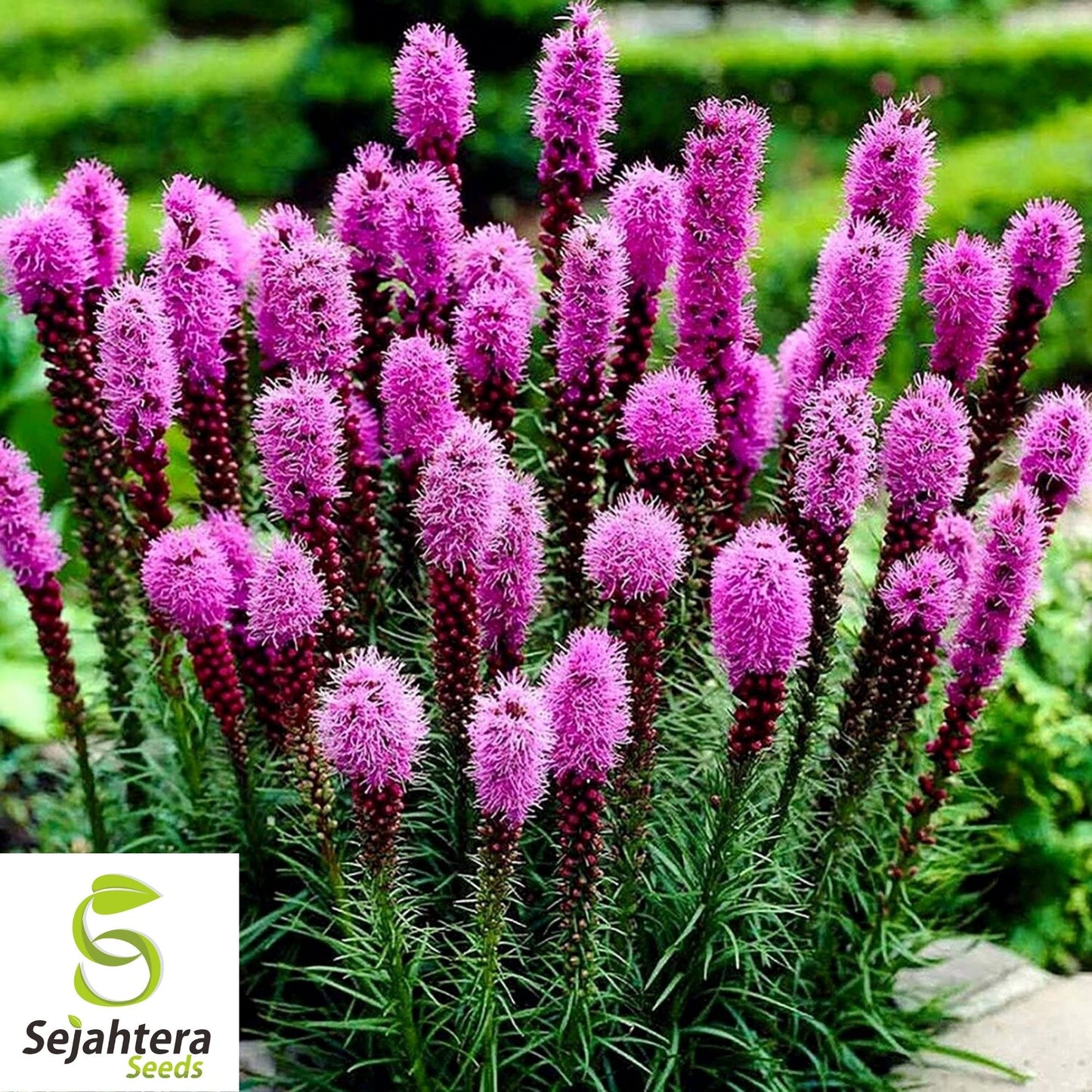 Gayfeather Seeds 100+ | Spiked Liatris Spicata Flower for Butterflies & Bees
