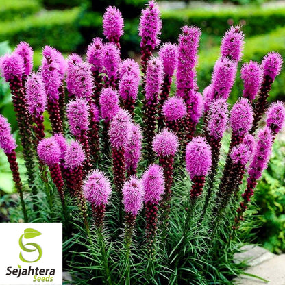 Gayfeather Seeds 100+ | Spiked Liatris Spicata Flower for Butterflies & Bees