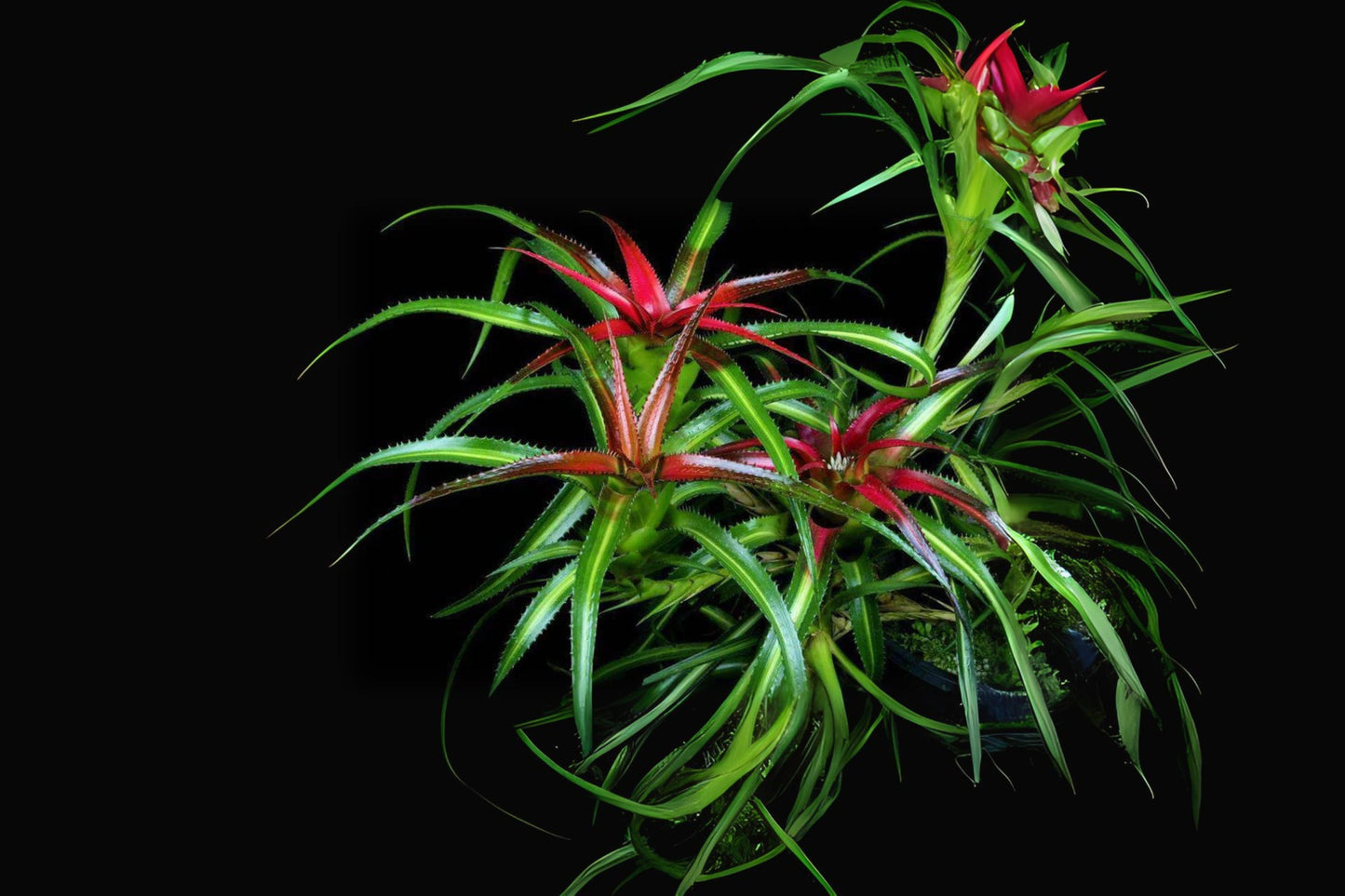 Neoregelia Hylaeaicum Pendula Variegated - Rare Green & White Bromeliad Plant, Epiphytic Tropical Houseplant, Amazonian Ecuador