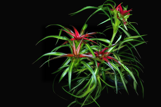 Neoregelia Hylaeaicum Pendula Variegated - Rare Green & White Bromeliad Plant, Epiphytic Tropical Houseplant, Amazonian Ecuador