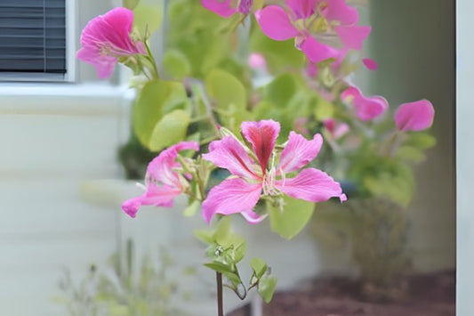 Orchid Tree Seeds - 10 Count Bauhinia Variegata, Mountain Ebony, Hong Kong Orchid Tree - Free Shipping on $35+