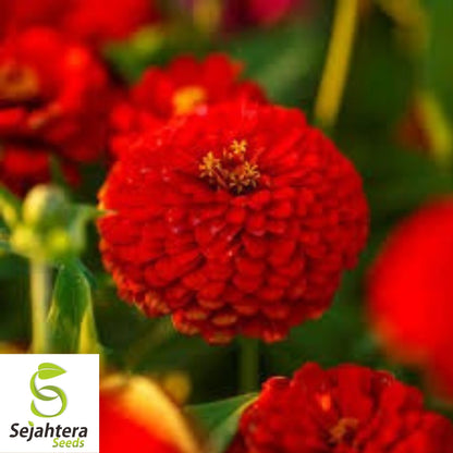 100+ Scarlet Flame Red Zinnia Seeds - Vibrant Flower Elegans