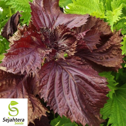 Purple Shiso Seeds 100+ | Perilla Herb for Asian Cuisine Annual USA