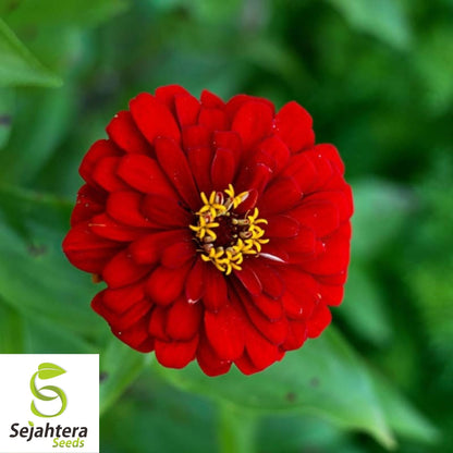 100+ Scarlet Flame Red Zinnia Seeds - Vibrant Flower Elegans