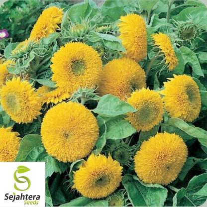 Sunflower Seeds Teddy Bear 50+ | Dwarf Sungold Annual Flower NON-GMO USA