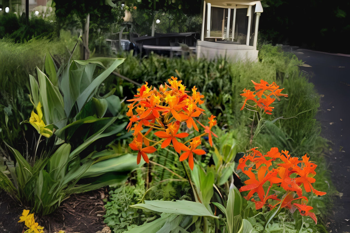 Epidendrum Radicans Orchid Plant - Fire Star Variety - Vibrant Orange Red Yellow Flowers - Easy Care Houseplant