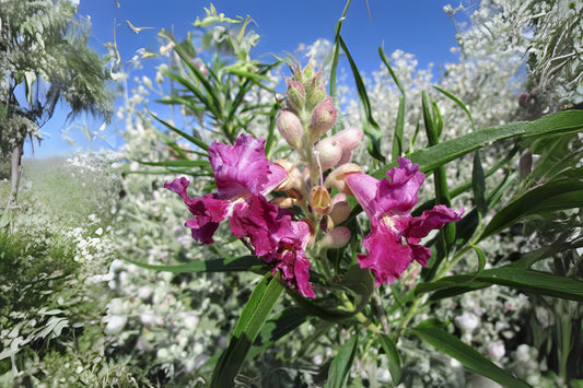 Dark Pink Desert Willow Seeds - Chilopsis linearis - 10 Seeds - Flowering Willow, Drought Tolerant Ornamental Tree