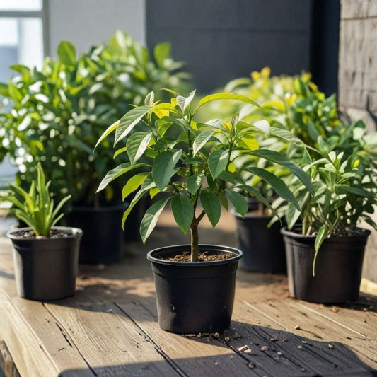 Beta Avocado Tree – Persea americana 5 Gallon Pot | 4–5 Ft Tall | Outdoor Fruit Tree