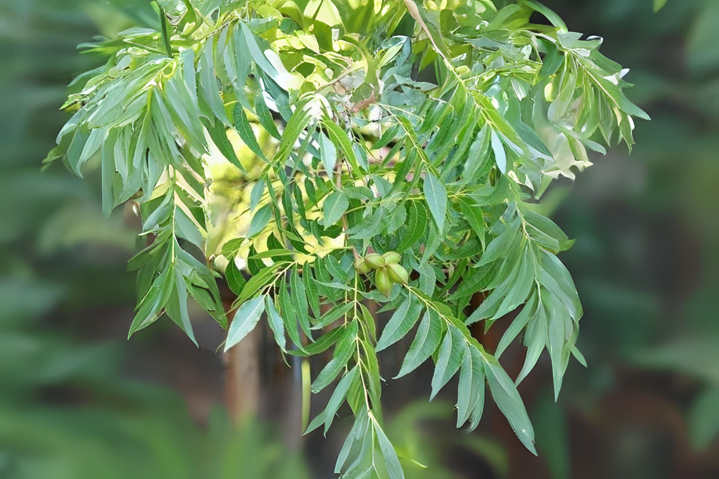 Pecan, Wild Pecan (Carya illinoinensis var. wild collection)
