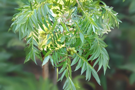 Pecan, Wild Pecan (Carya illinoinensis var. wild collection)