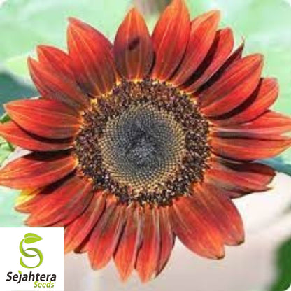 Indian Blanket Sunflower Seeds - 25+ Native Wildflower - Heirloom & Cut Flowers