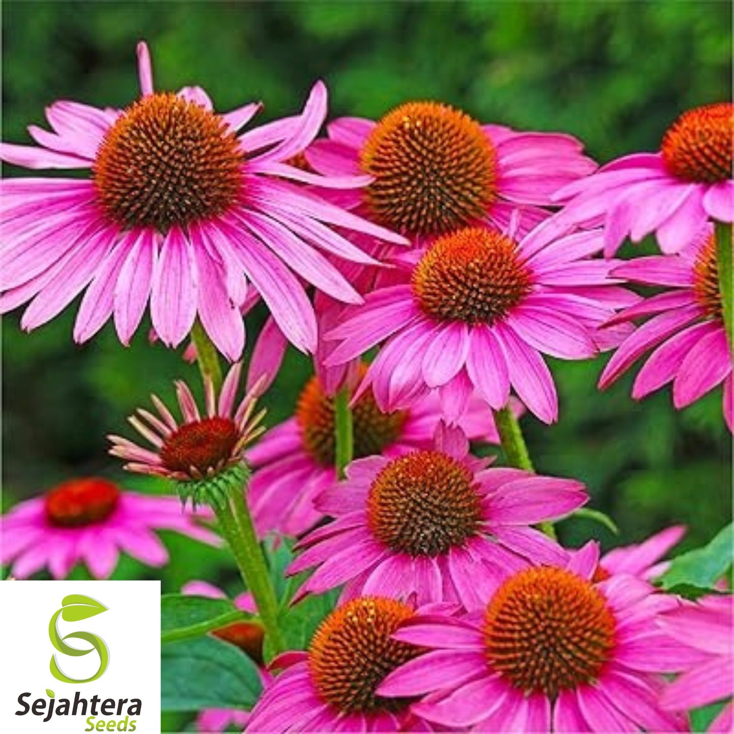 400+ Echinacea Purpurea Seeds - Purple Coneflower, Perennial, Medicinal Herb