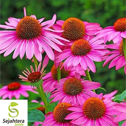 400+ Echinacea Purpurea Seeds - Purple Coneflower, Perennial, Medicinal Herb