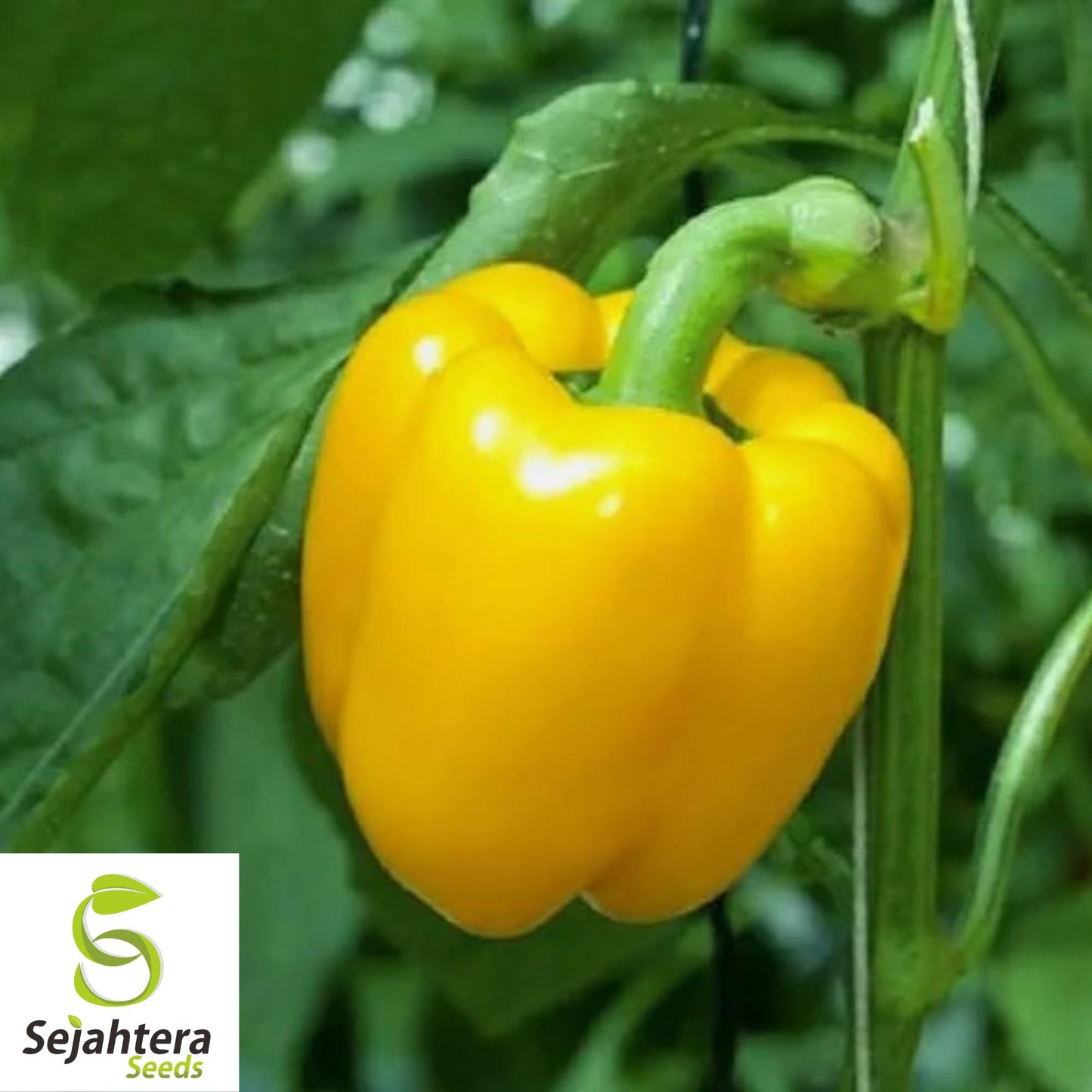 50+ Canary Yellow Bell Pepper Seeds - Sweet Capsicum Anuum, Non-GMO Vegetable