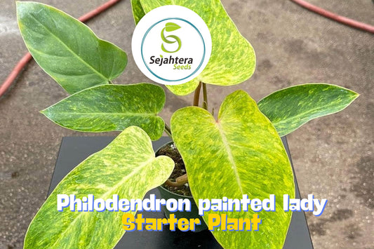 Philodendron Painted Lady - Variegated Live Houseplant in 3" Pot