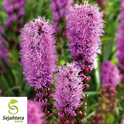 Gayfeather Seeds 100+ | Spiked Liatris Spicata Flower for Butterflies & Bees