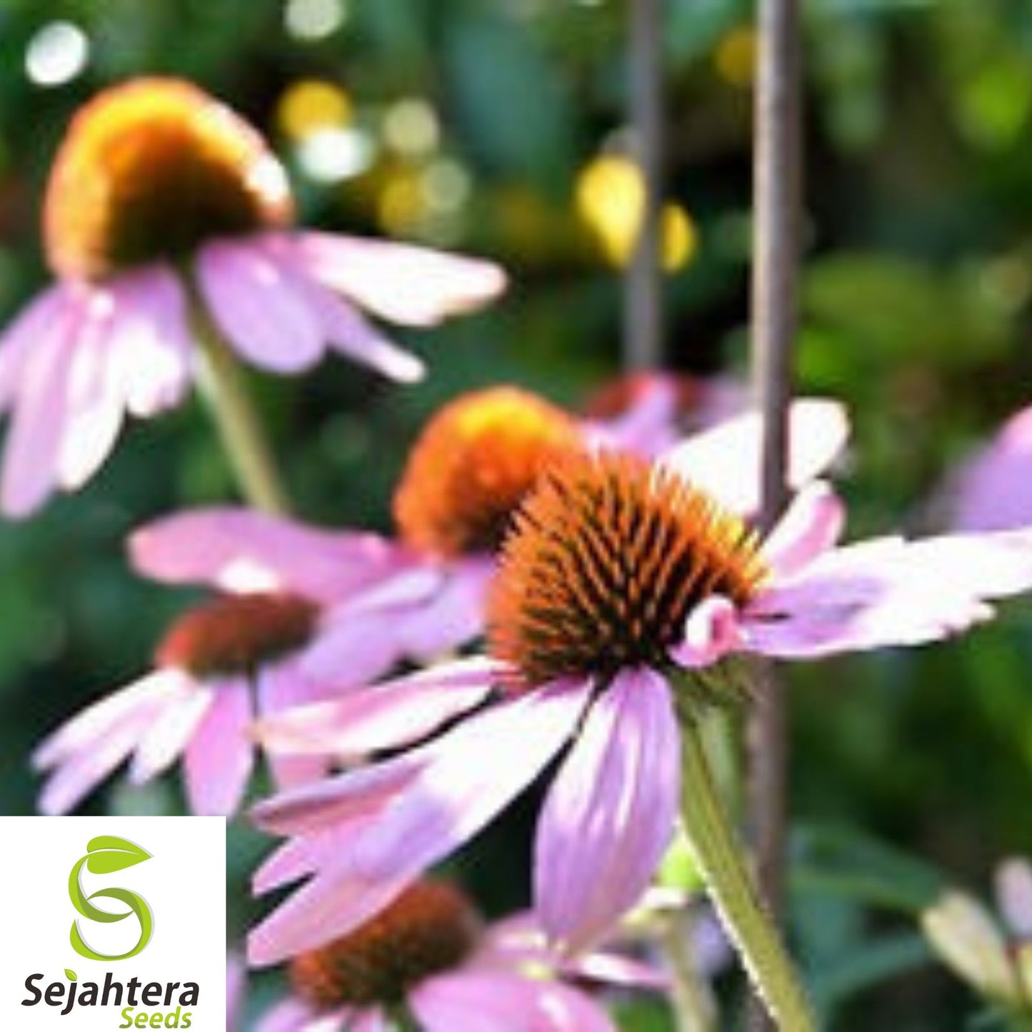 400+ Echinacea Purpurea Seeds - Purple Coneflower, Perennial, Medicinal Herb
