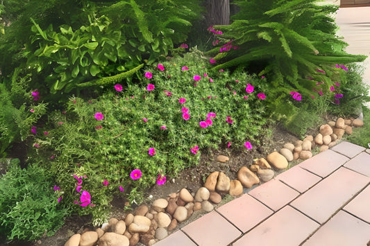 Hot Pink Portulaca Plant 6 in Pot - Portulaca grandiflora, Drought-Tolerant Moss Rose, Vibrant Succulent Ground Cover