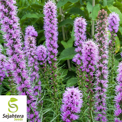 Gayfeather Seeds 100+ | Spiked Liatris Spicata Flower for Butterflies & Bees