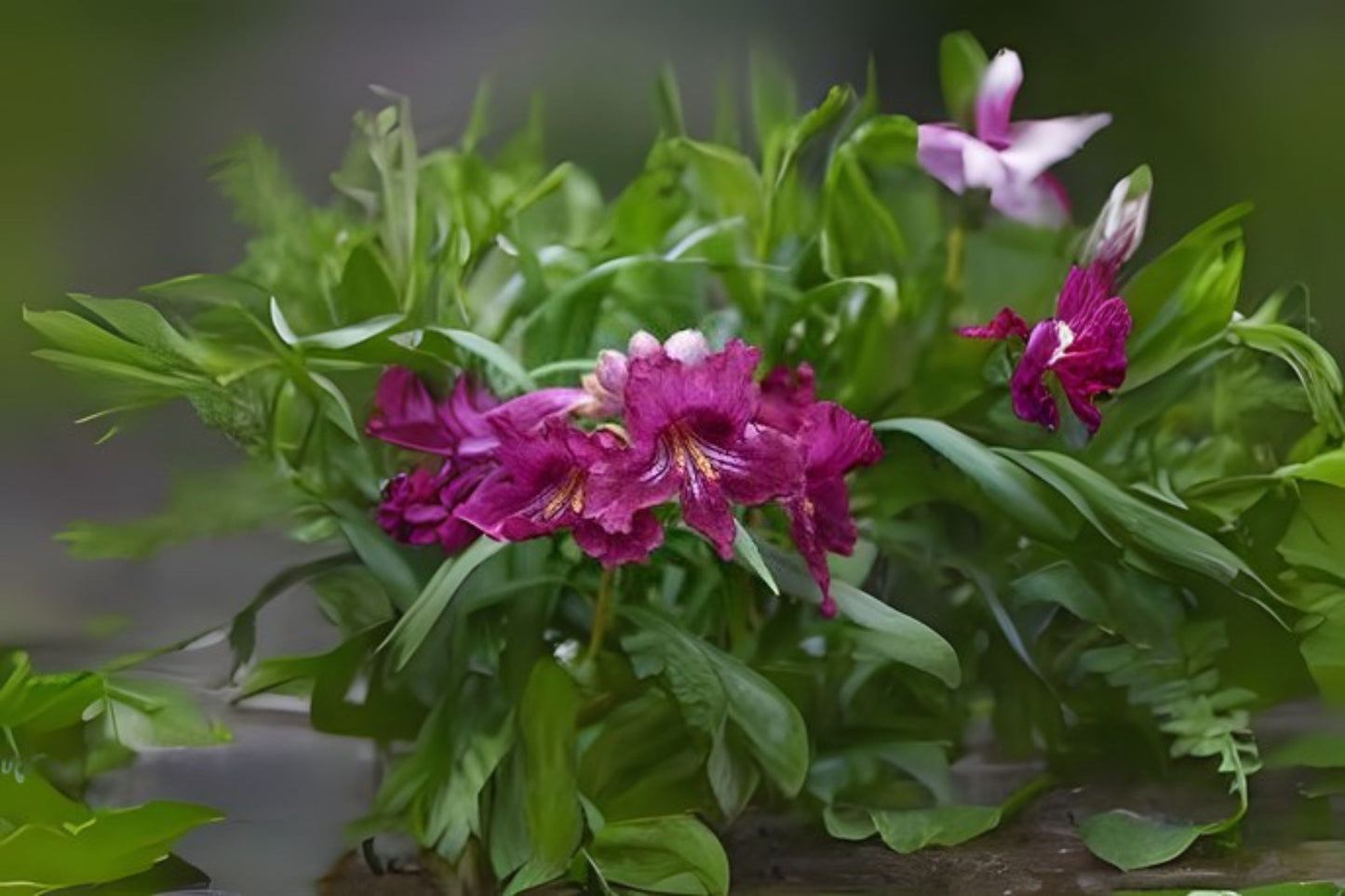 Desert Willow Seeds (10 Pack) - Chilopsis linearis, Flowering Willow, Drought-Tolerant Ornamental, Purple & White Blooms