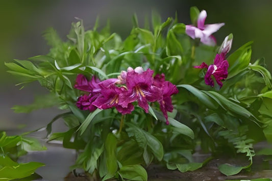 Desert Willow Seeds (10 Pack) - Chilopsis linearis, Flowering Willow, Drought-Tolerant Ornamental, Purple & White Blooms