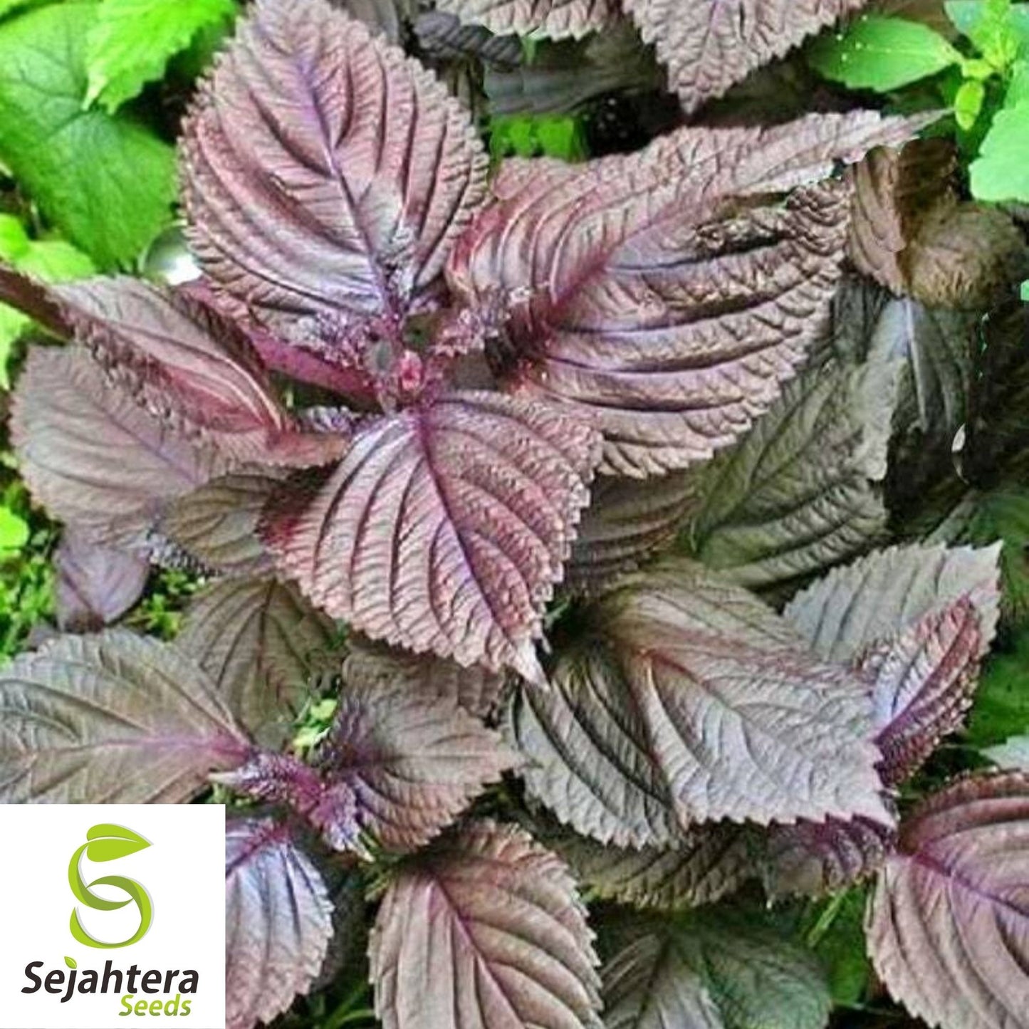 Purple Shiso Seeds 100+ | Perilla Herb for Asian Cuisine Annual USA