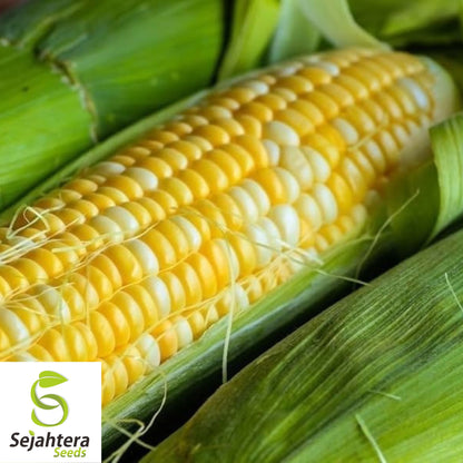 Peaches and Cream Sweet Corn Seeds - 120+ Heirloom, Organic, Non-GMO & Fresh