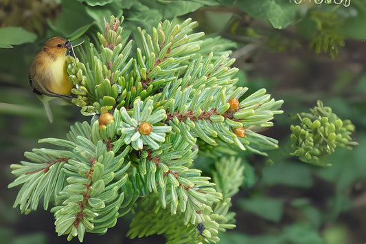 Black Spruce (Picea mariana)