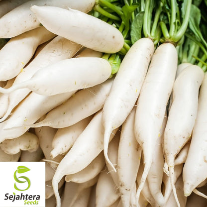 100+ Daikon Radish Seeds - Heirloom, Non-GMO & Nutritious Root Vegetable