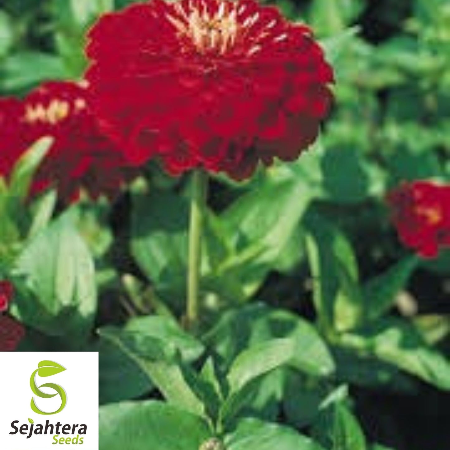 100+ Scarlet Flame Red Zinnia Seeds - Vibrant Flower Elegans
